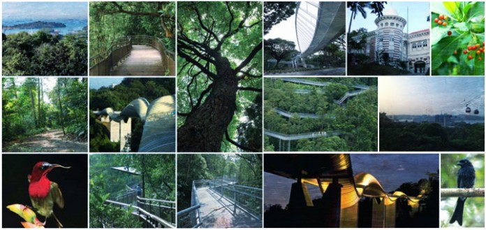Southern Ridges, Marang Trail, FaberWalk, Canopy walk, Singapore