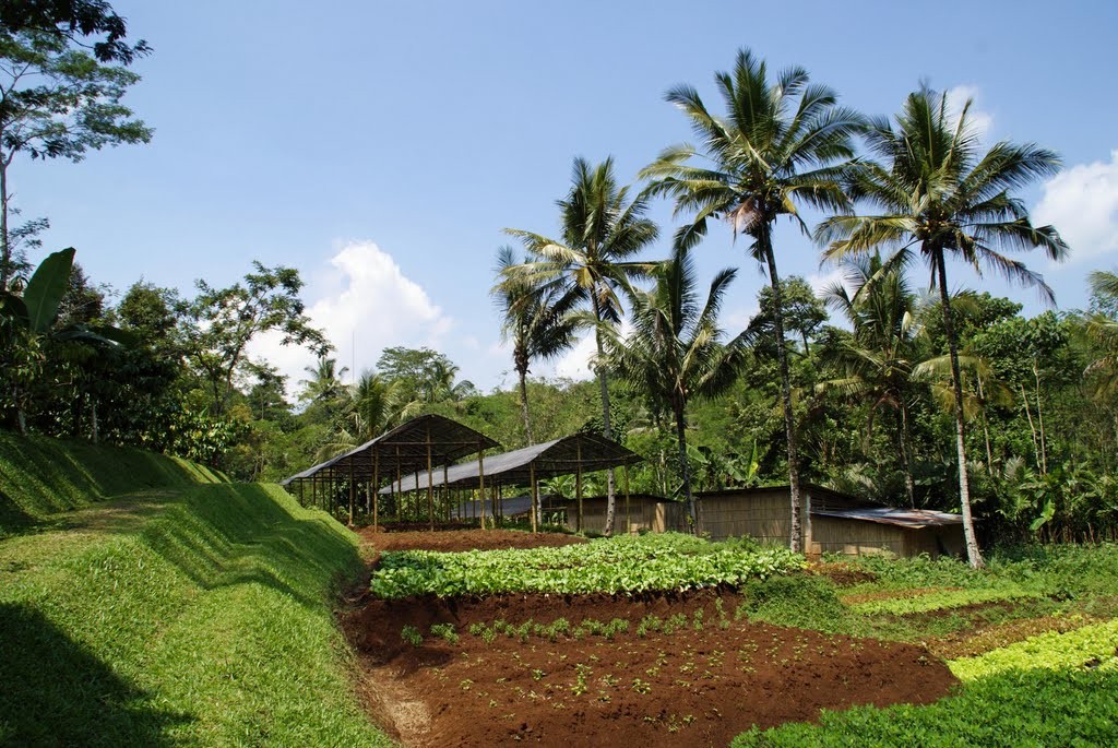 MesaStila coffee plantation, Java Indonesia (Photo by: Hommeles)