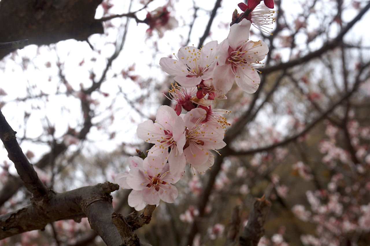 gyeongju cherry blossom
