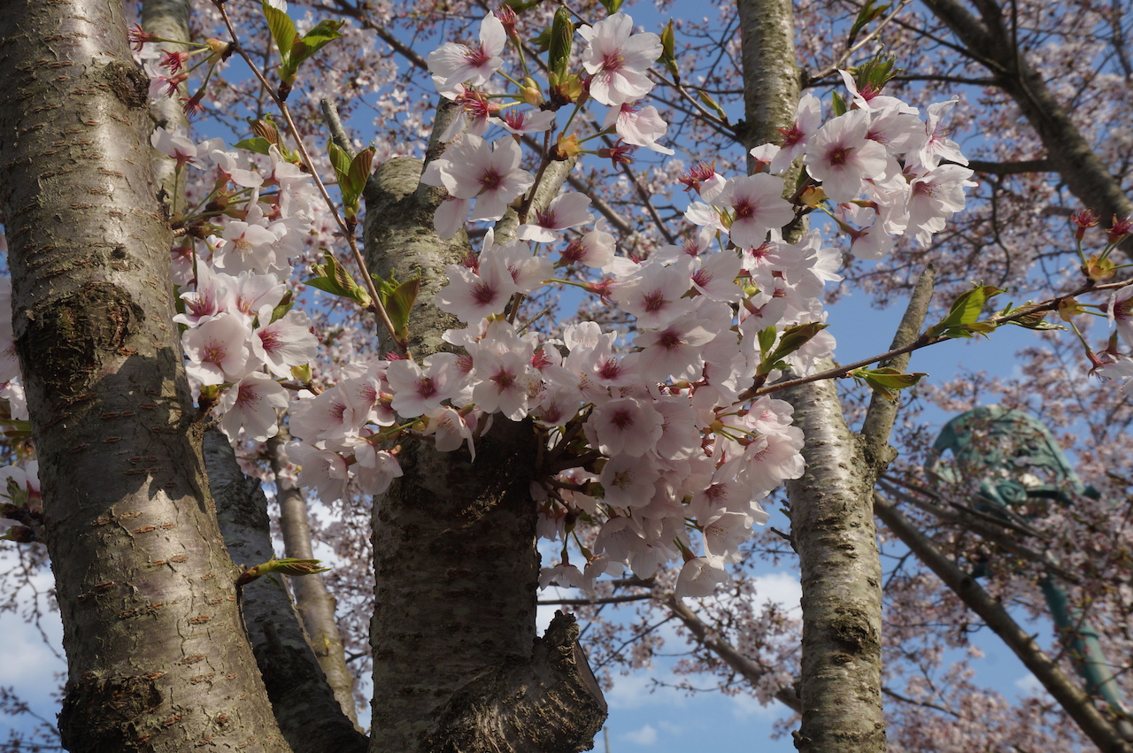 gyeongju shilla park cherry blossoms