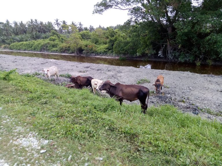 Review: Camel Muar Cross Country Run 22.195KM 2017 (by maylindateo)
