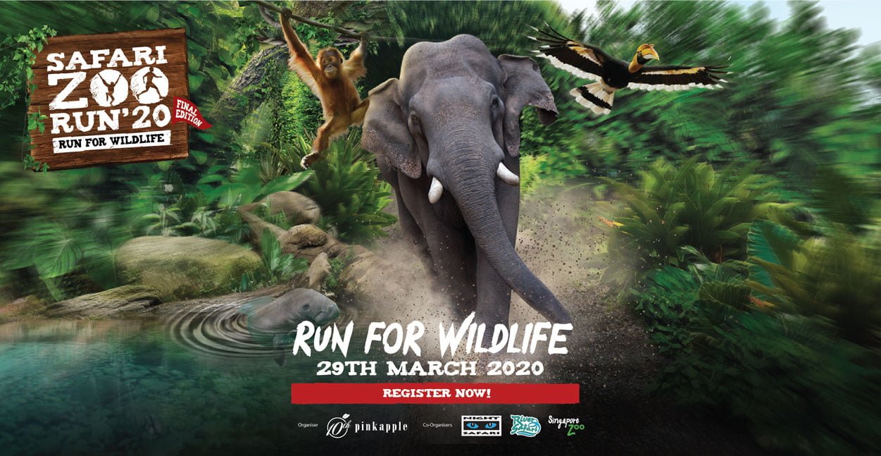 safari zoo run